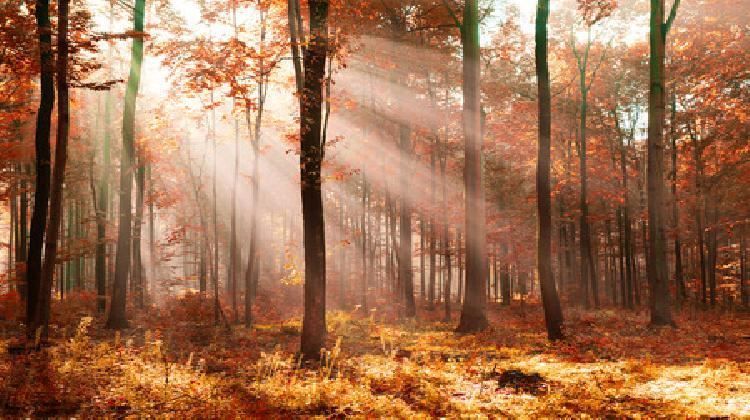 68560433-hermosa-mañana-en-el-bosque